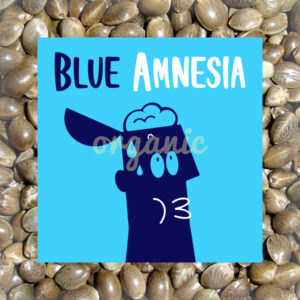 Blue Amnesia autoflower marijuana seeds