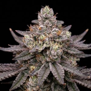 Blue Lobster feminized marijuana seeds