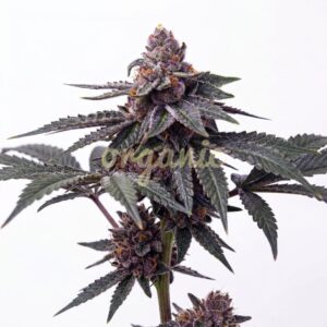 Blueberry Banger feminized marijuana seeds