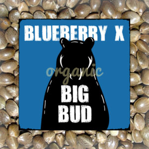 Blueberry x Big Bud autoflower marijuana seeds