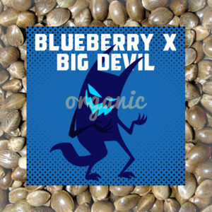 Blueberry x Big Devil autoflower marijuana seeds