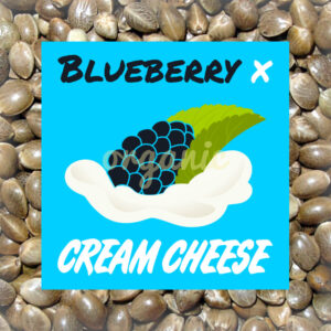 Blueberry x Cream Cheese autoflower marijuana seeds