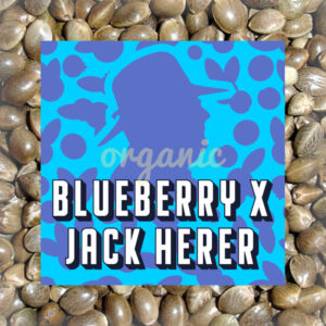 Blueberry x Jack Herer autoflower marijuana seeds
