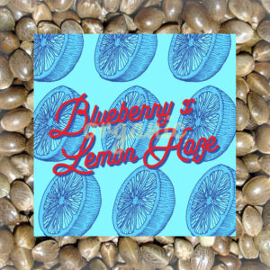 Blueberry x Lemon Haze autoflower marijuana seeds