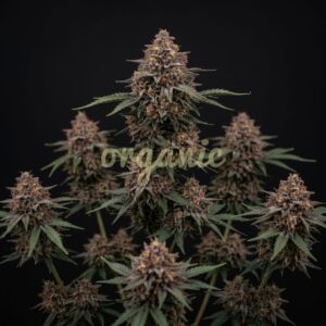 Blueberry x Mazar autoflower marijuana seeds