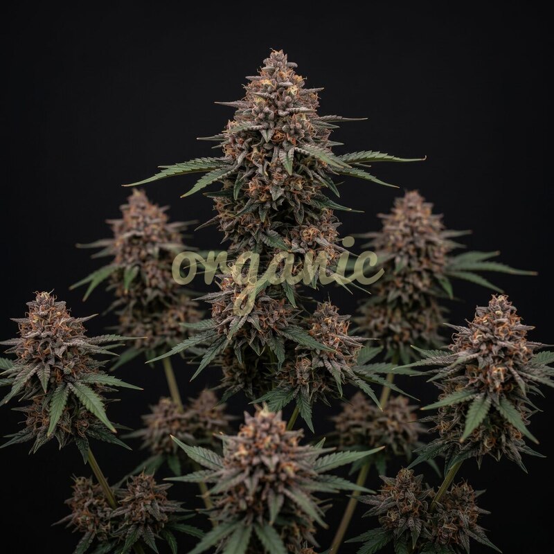 Blueberry x Mazar autoflower marijuana seeds