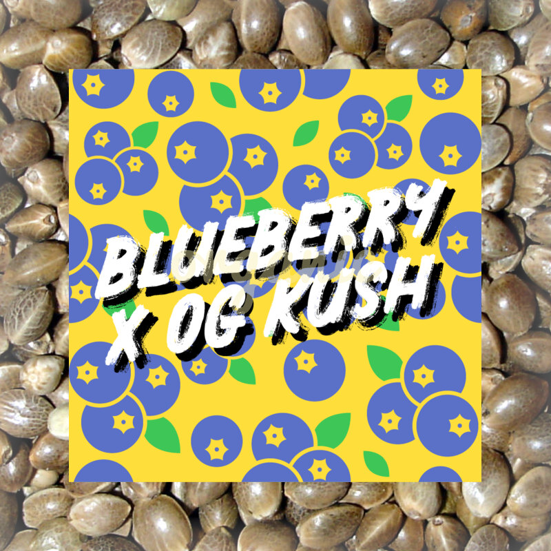 Blueberry x OG Kush feminized marijuana seeds