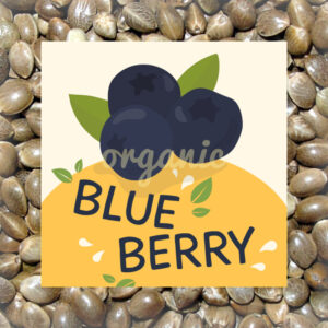 Blueberry regular marijuana seeds