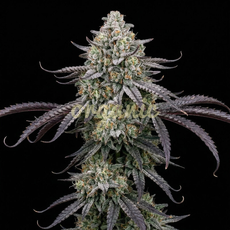 Blueberry x White Widow feminized marijuana seeds