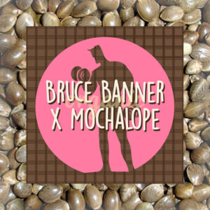 Bruce Banner x Mochalope feminized marijuana seeds