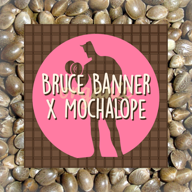 Bruce Banner x Mochalope feminized marijuana seeds