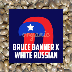 Bruce Banner x White Russian feminized marijuana seeds