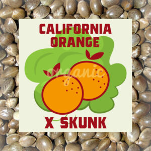 California Orange x Skunk feminized marijuana seeds