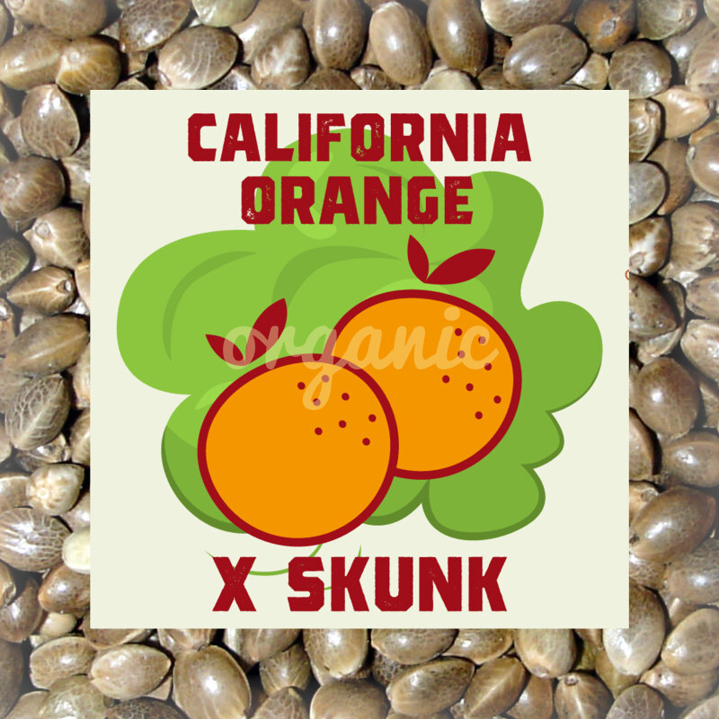 California Orange x Skunk feminized marijuana seeds