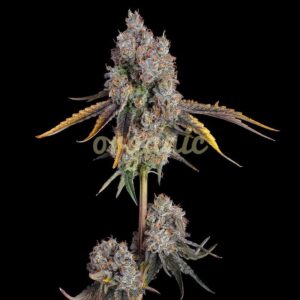 Candy Games #25 feminized marijuana seeds