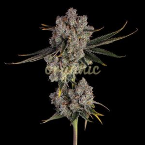 Candy Games #38 feminized marijuana seeds
