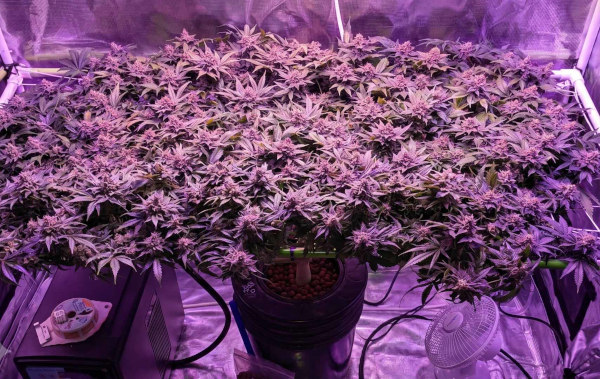 wide cannabis plant trained indoors, hydroponic grow tent