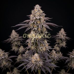 Cap Junky feminized marijuana seeds