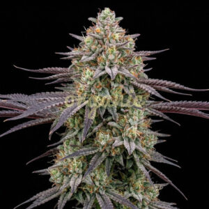 CBD Blue Shark autoflower marijuana seeds