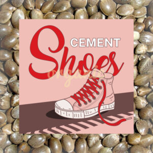 Cement Shoes feminized marijuana seeds
