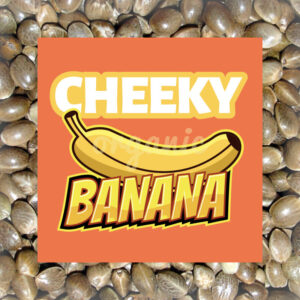 Cheeky Banana feminized marijuana seeds