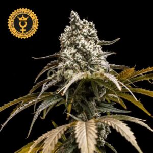 Cherry Crush feminized marijuana seeds