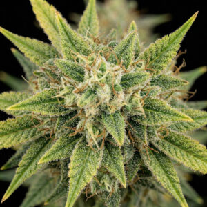 Cinderella 99 x Blueberry Fast Version Seeds
