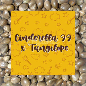 Cinderella 99 x Tangilope feminized marijuana seeds