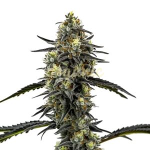 Clementine Crush feminized marijuana seeds