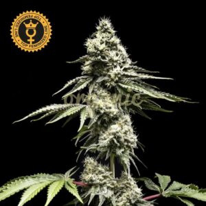 Clementine Slush feminized marijuana seeds