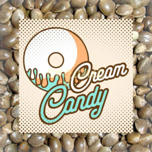 Cream Candy autoflower marijuana seeds