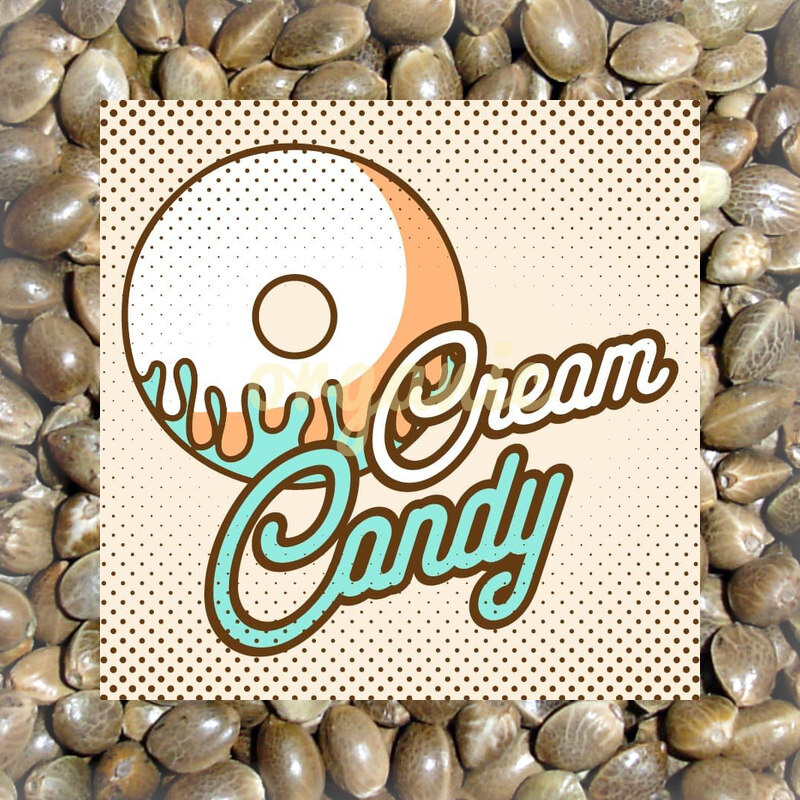 Cream Candy autoflower marijuana seeds
