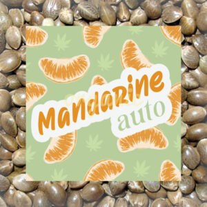 Cream Mandarine autoflower marijuana seeds