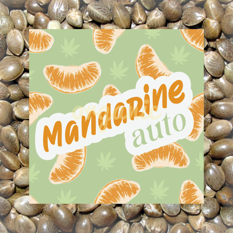 Cream Mandarine autoflower marijuana seeds