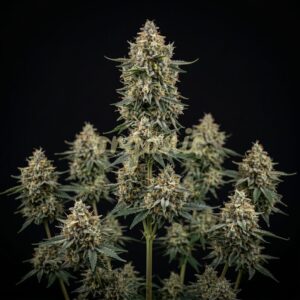 Cristal Metal autoflower marijuana seeds