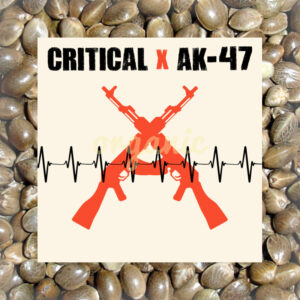 Critical x AK-47 autoflower marijuana seeds