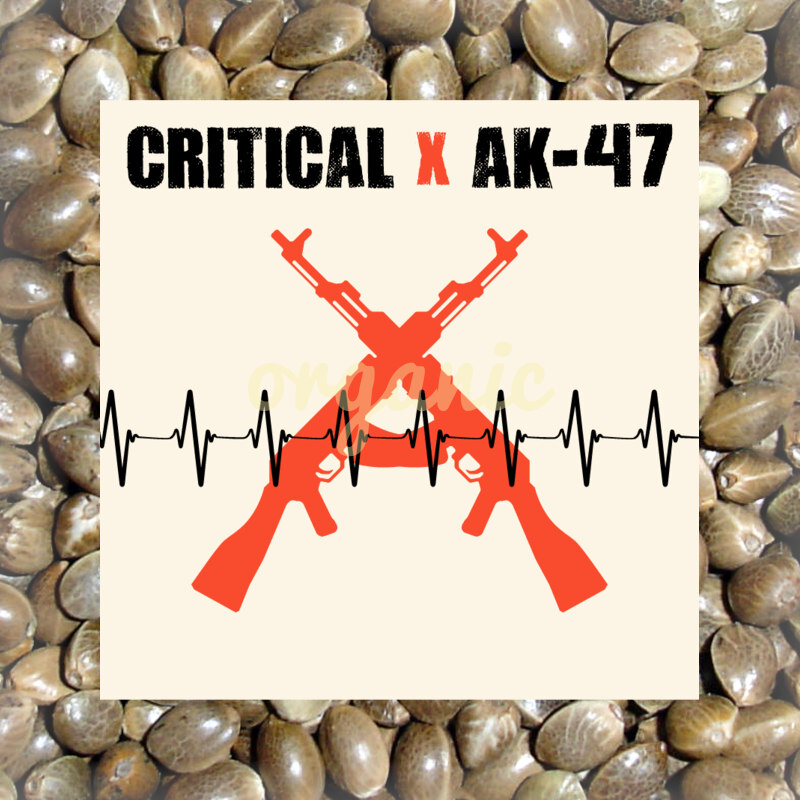 Critical x AK-47 autoflower marijuana seeds