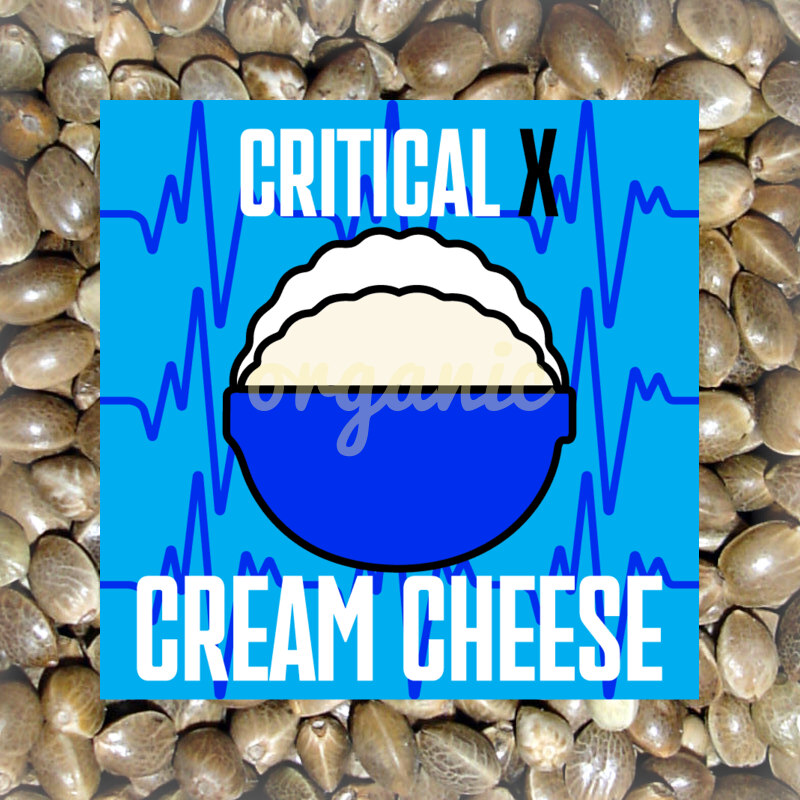 Critical x Cream Cheese autoflower marijuana seeds