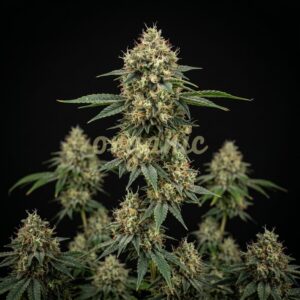 Critical x GG 4 autoflower marijuana seeds