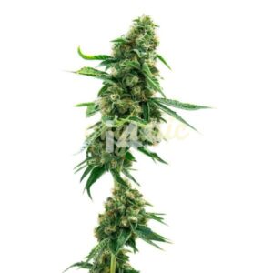 Critical Jack autoflower marijuana seeds