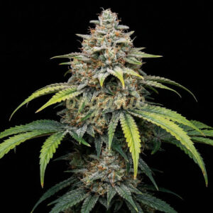 Critical Kush autoflower marijuana seeds