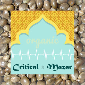 Critical x Mazar autoflower marijuana seeds