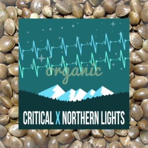 Critical x Northern Lights autoflower marijuana seeds