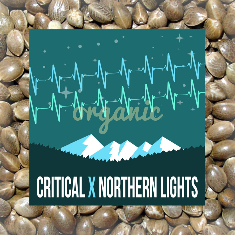 Critical x Northern Lights autoflower marijuana seeds