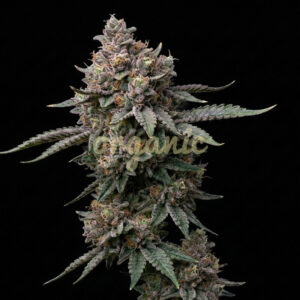 Critical Purple feminized marijuana seeds