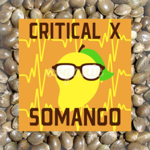Critical x Somango feminized marijuana seeds