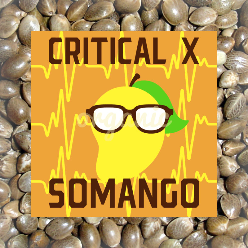 Critical x Somango feminized marijuana seeds