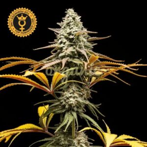 Crunch feminized marijuana seeds