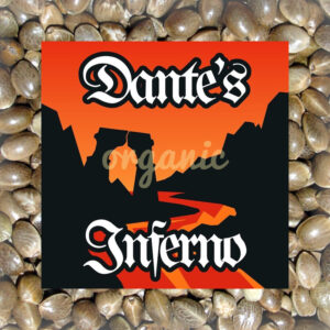Dante's Inferno feminized marijuana seeds