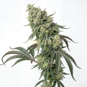 Diesel King feminized marijuana seeds